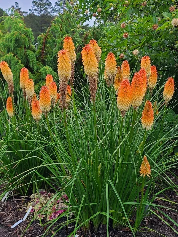 Kniphofia 'Hot and Cold' PP 31,185