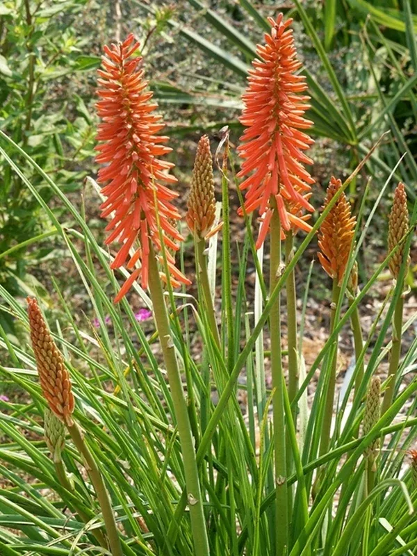 Kniphofia 'Nancy's Red'