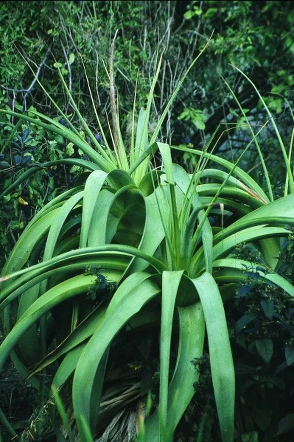 Kniphofia northiae