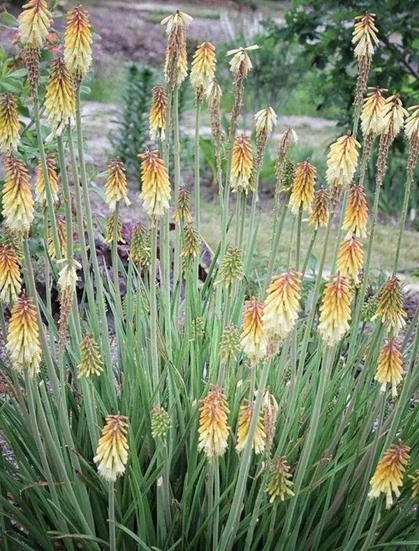 Kniphofia 'Nose Job'