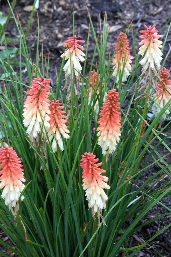 Kniphofia 'Orange Vanilla Popsicle' PP 24,292