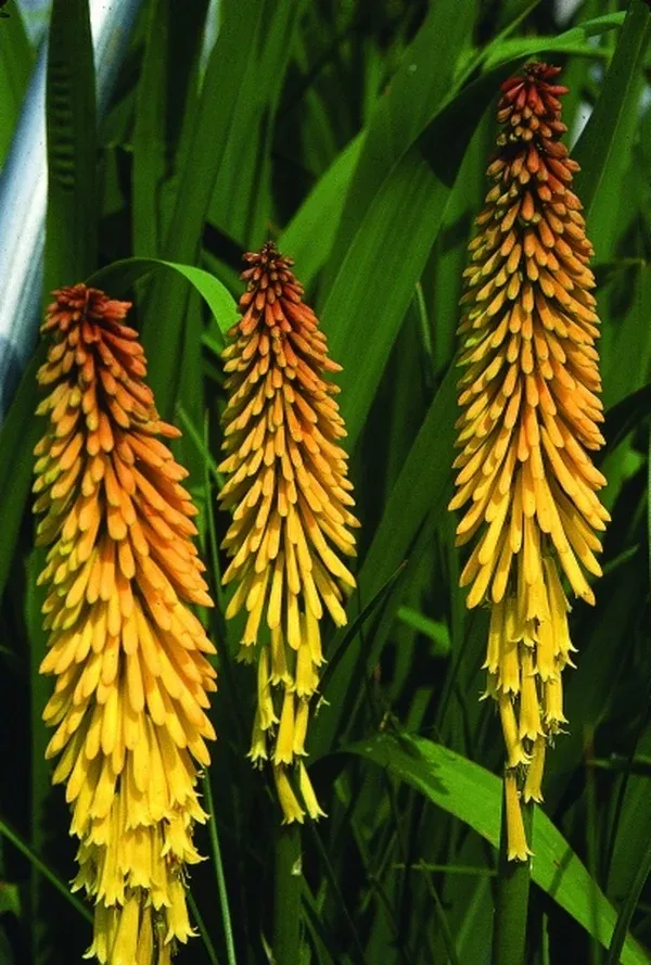 Kniphofia 'Parmentier'