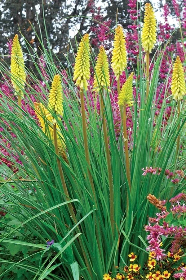 Kniphofia 'Pineapple Popsicle' PP 22,969