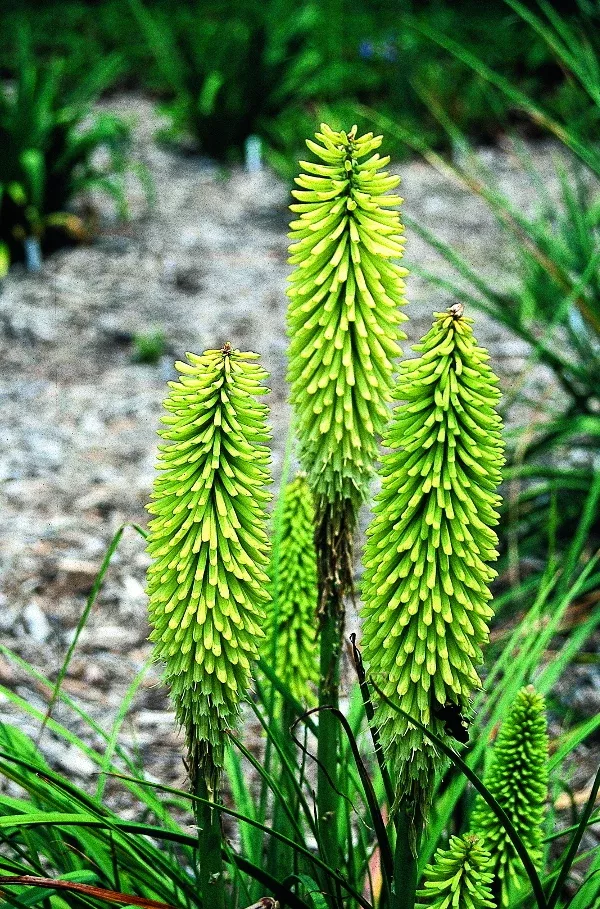 Kniphofia pumila