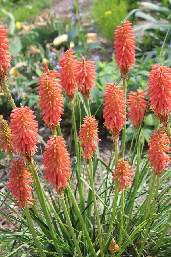 Kniphofia 'Redhot Popsicle' PP 24,036