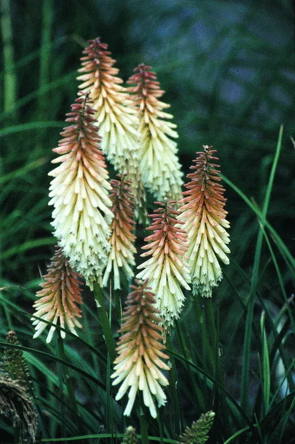 Kniphofia 'Toffee Nosed'
