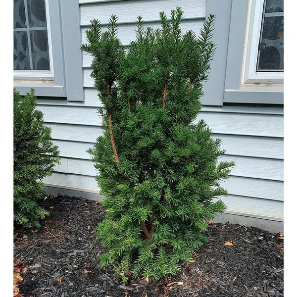 Kobes Hick's Yew # 7 Container (90cm)