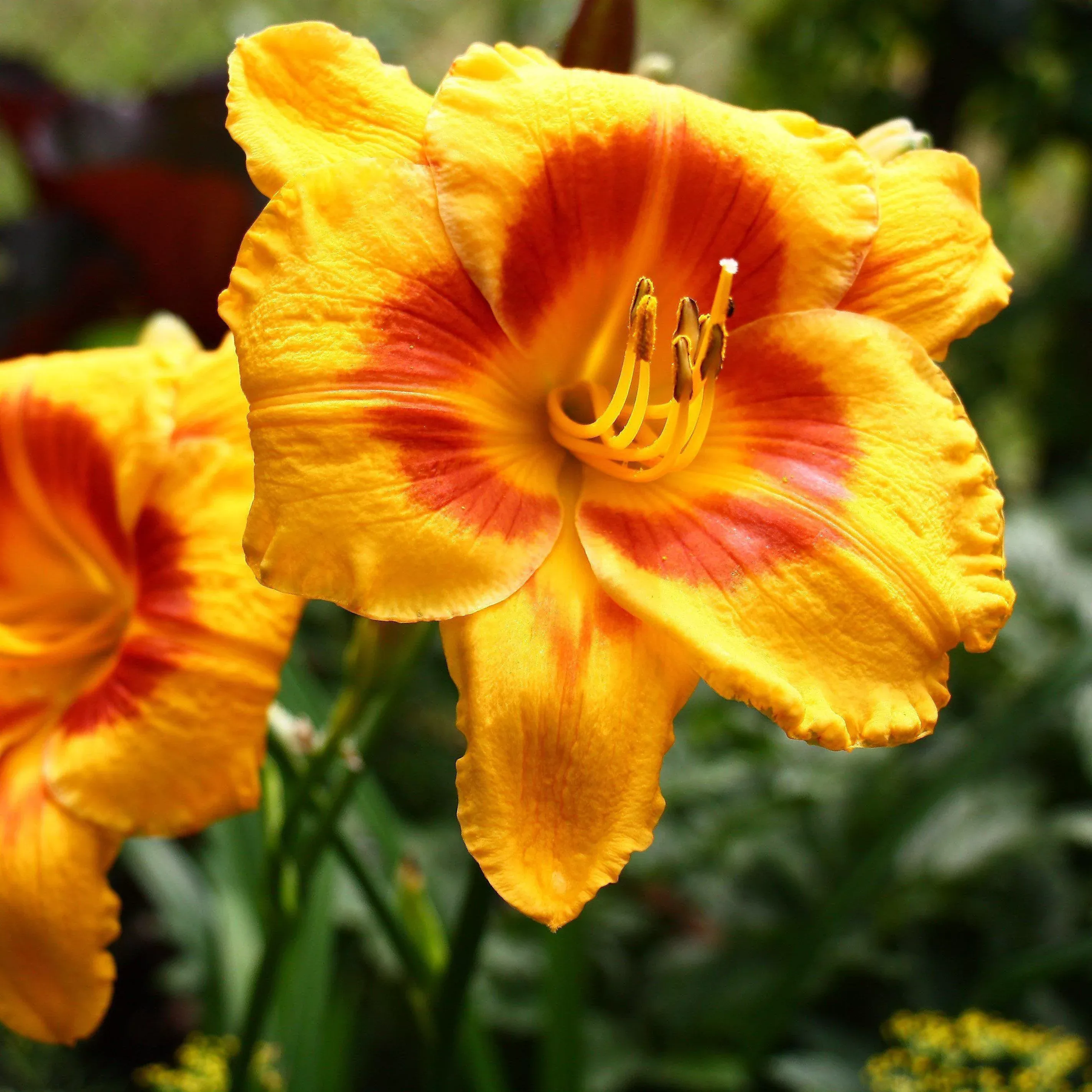 Kokomo Sunset™ Daylily