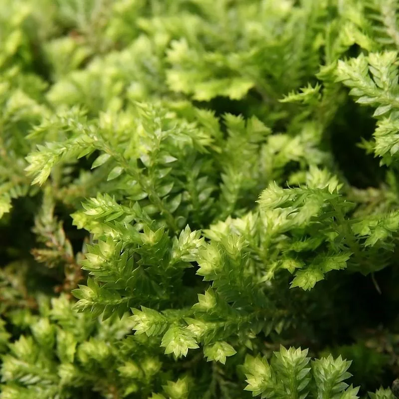 Krauss' Gold Tips Spikemoss