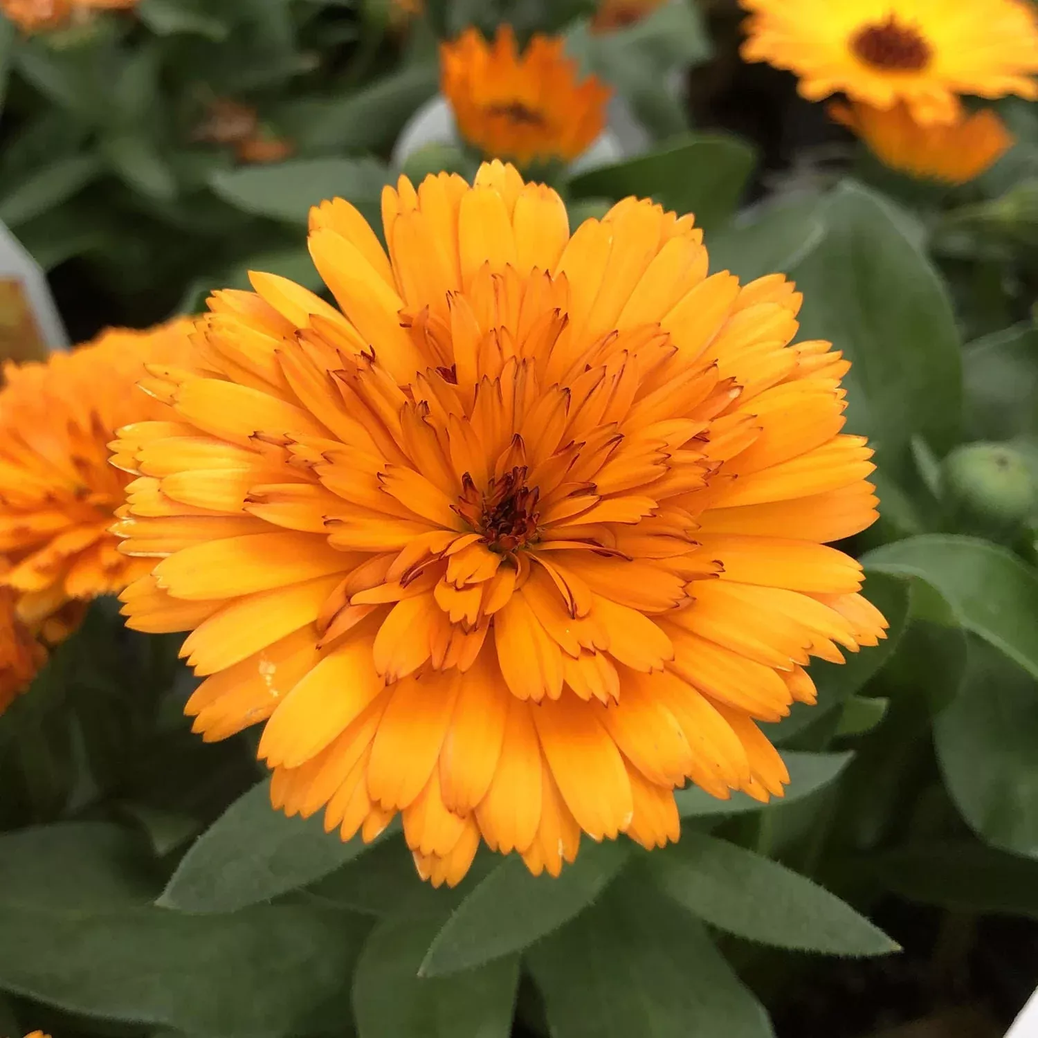 Lady Godiva™ Orange Calendula