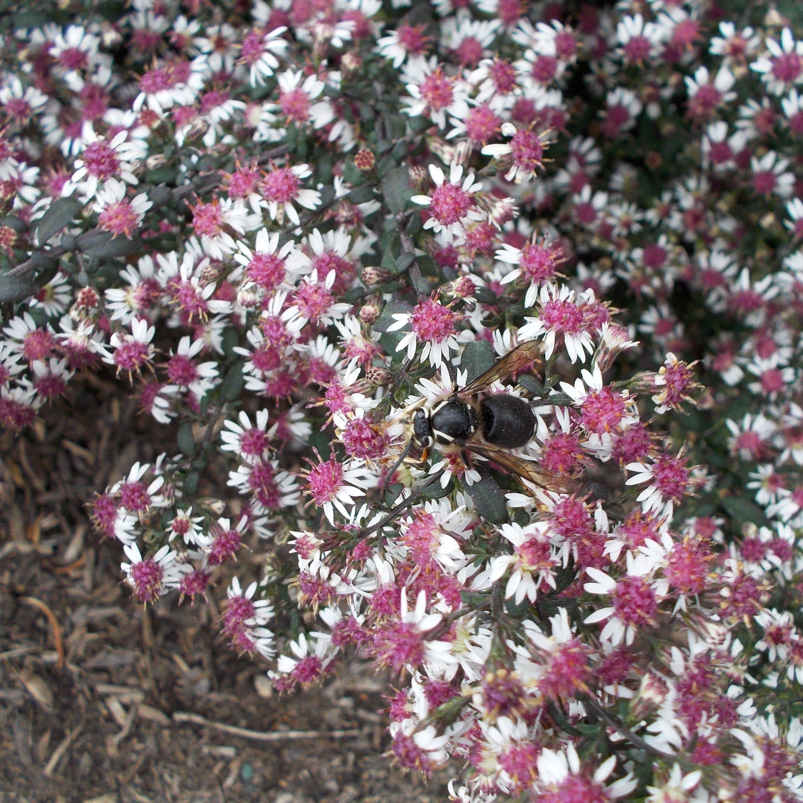 Lady In Black Calico Aster