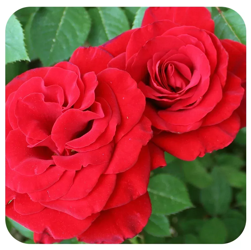 Lady In Red™by Weeks Roses
