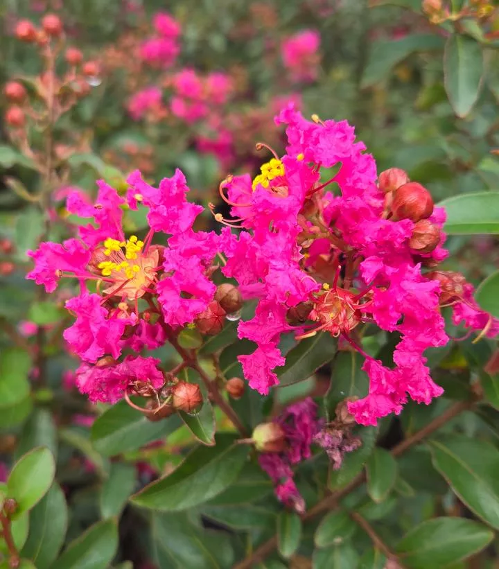 Lagerstroemia Greatmyrtle `Cherry Delight`