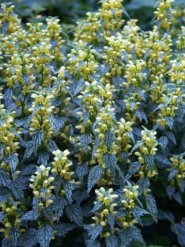 Lamium galeobdolon 'Herman's Pride'