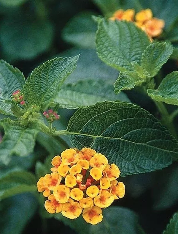 Lantana camara 'Radiation'