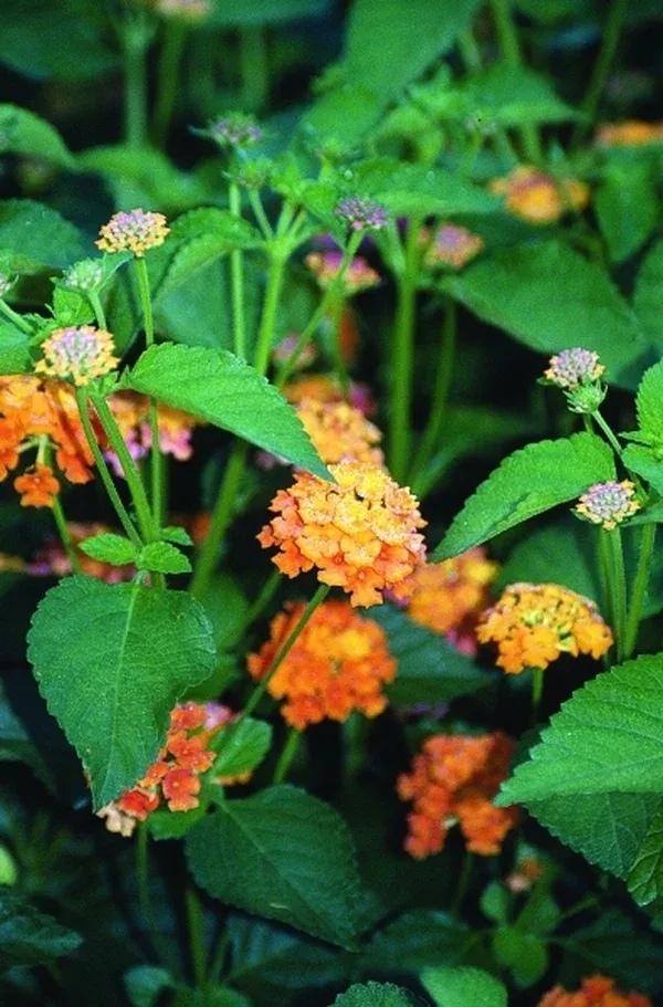 Lantana camara 'Samson' PP 12,705