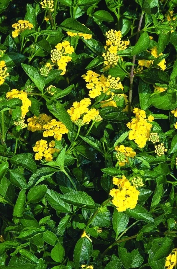 Lantana 'New Gold'