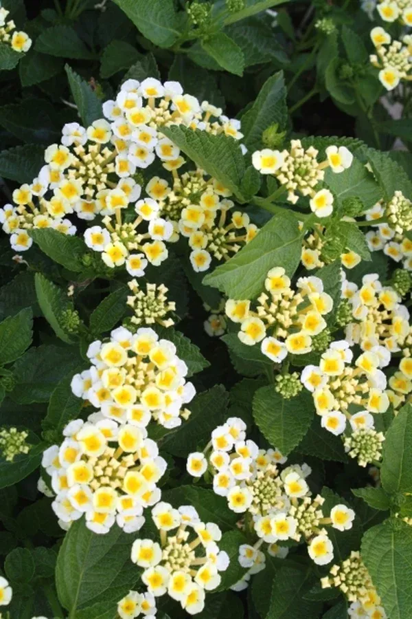 Lantana 'Sunny Side Up' PPAF