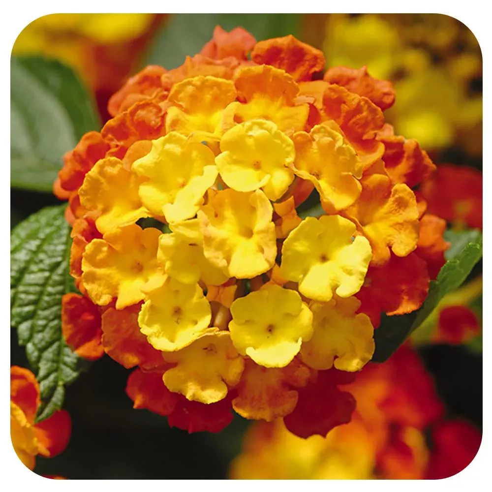 Lantana Tree