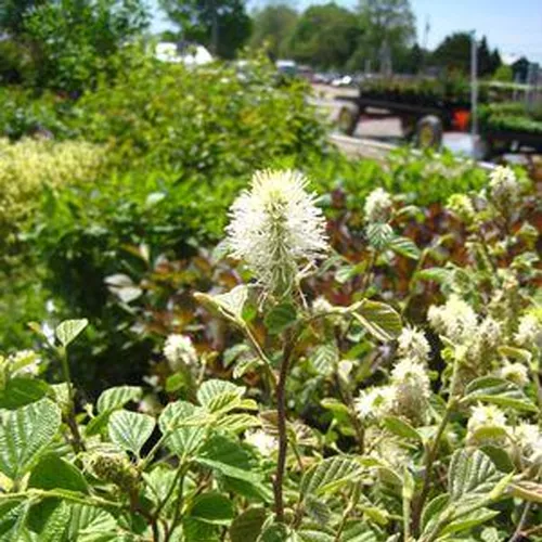 Large Fothergilla