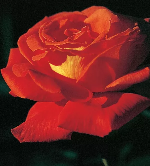 Las Vegas Hybrid Tea Rose