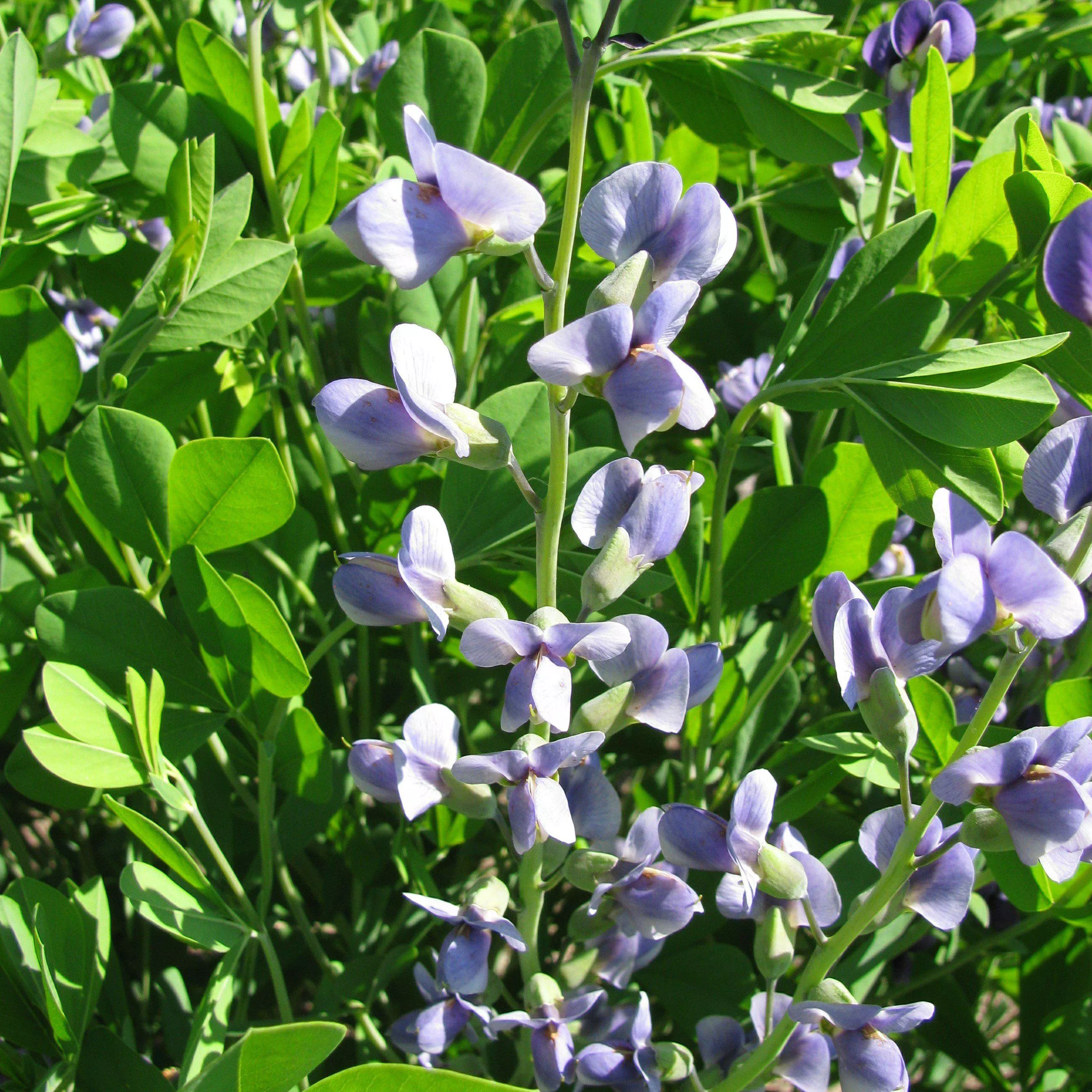 Lavender Stardust False Indigo