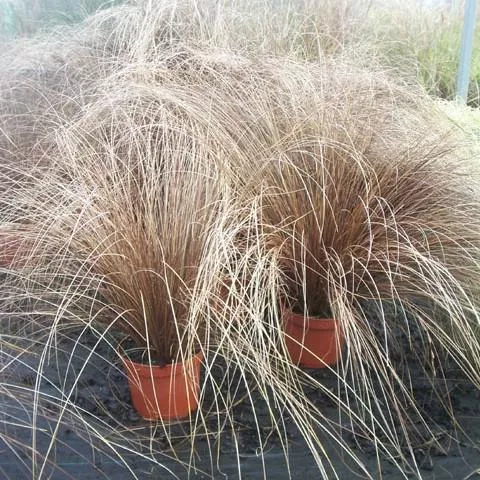 Leatherleaf Sedge, Fox Red Curly Sedge