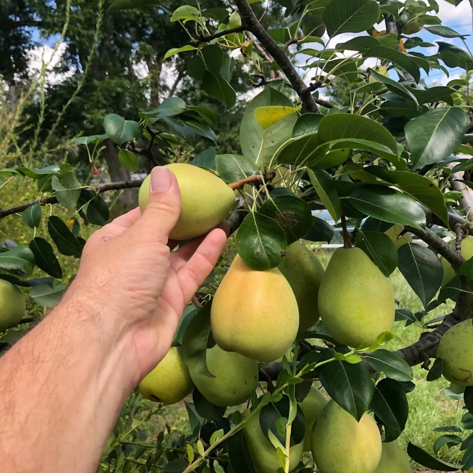 LeConte Pear