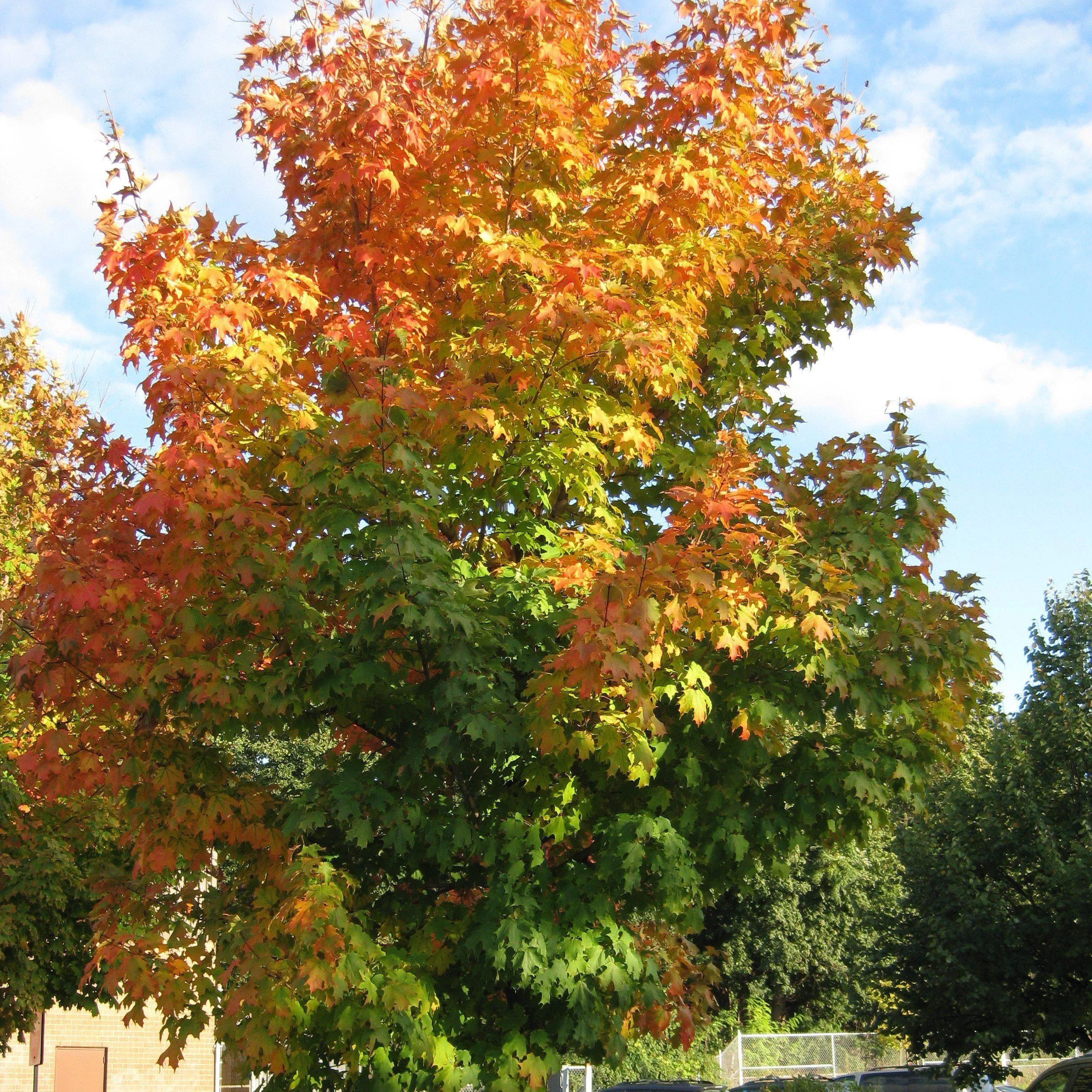Legacy Sugar Maple