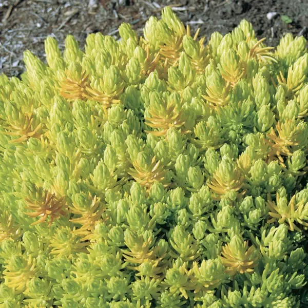 Lemon Ball Sedum
