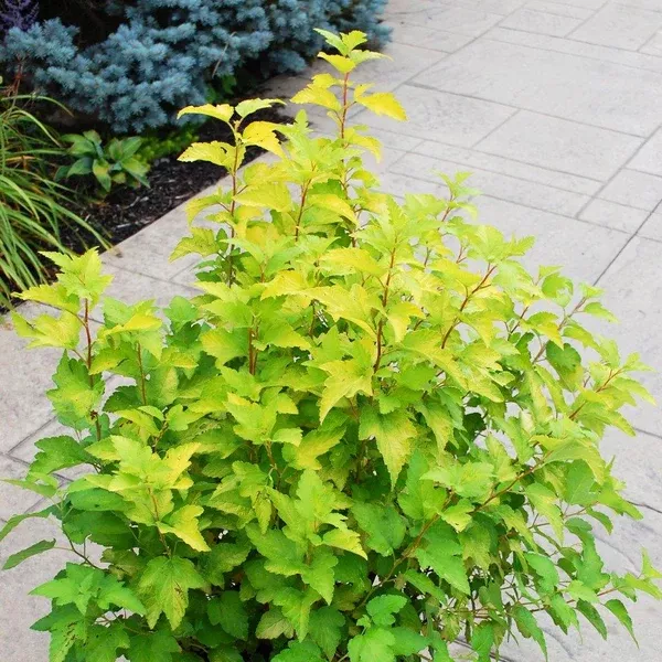 Lemon Candy Common Ninebark# 7 CG