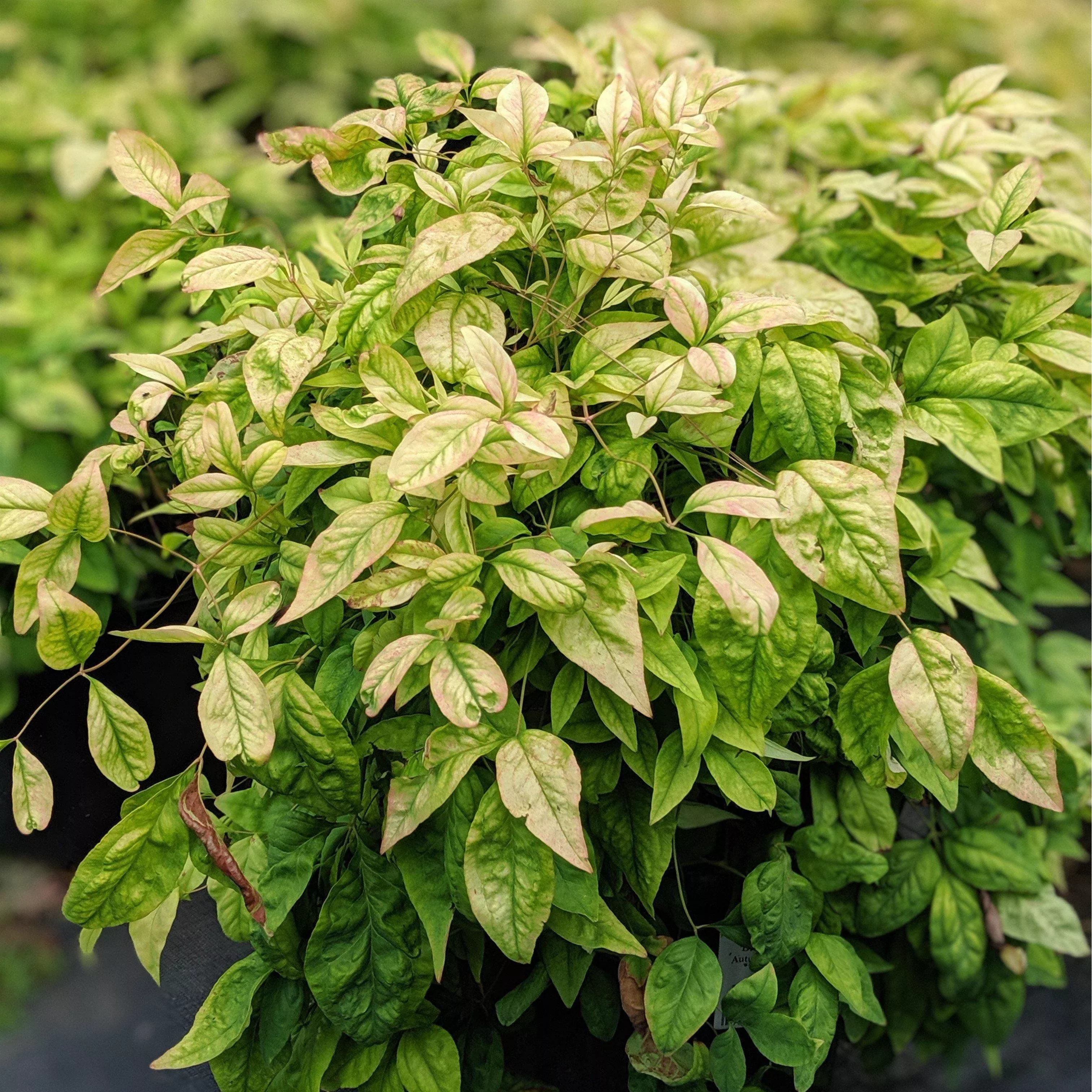 Lemon-Lime Heavenly Bamboo