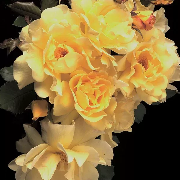 Lemon Meringue Climbing Rose - Yellow