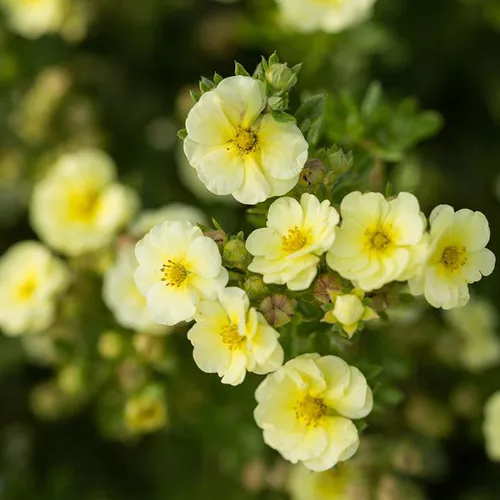 Lemon Meringue Potentilla