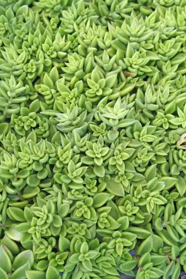 Lenophyllum texanum