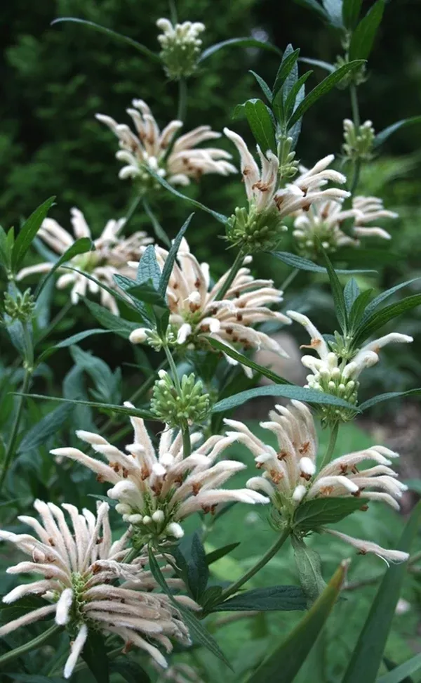 Leonotis leonurus 'Snow Tiger'