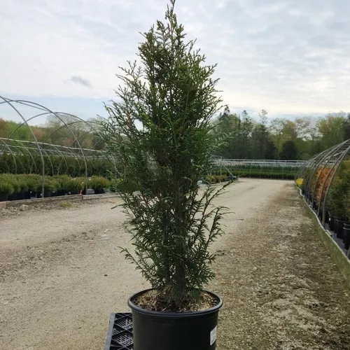 Leprechaun Arborvitae