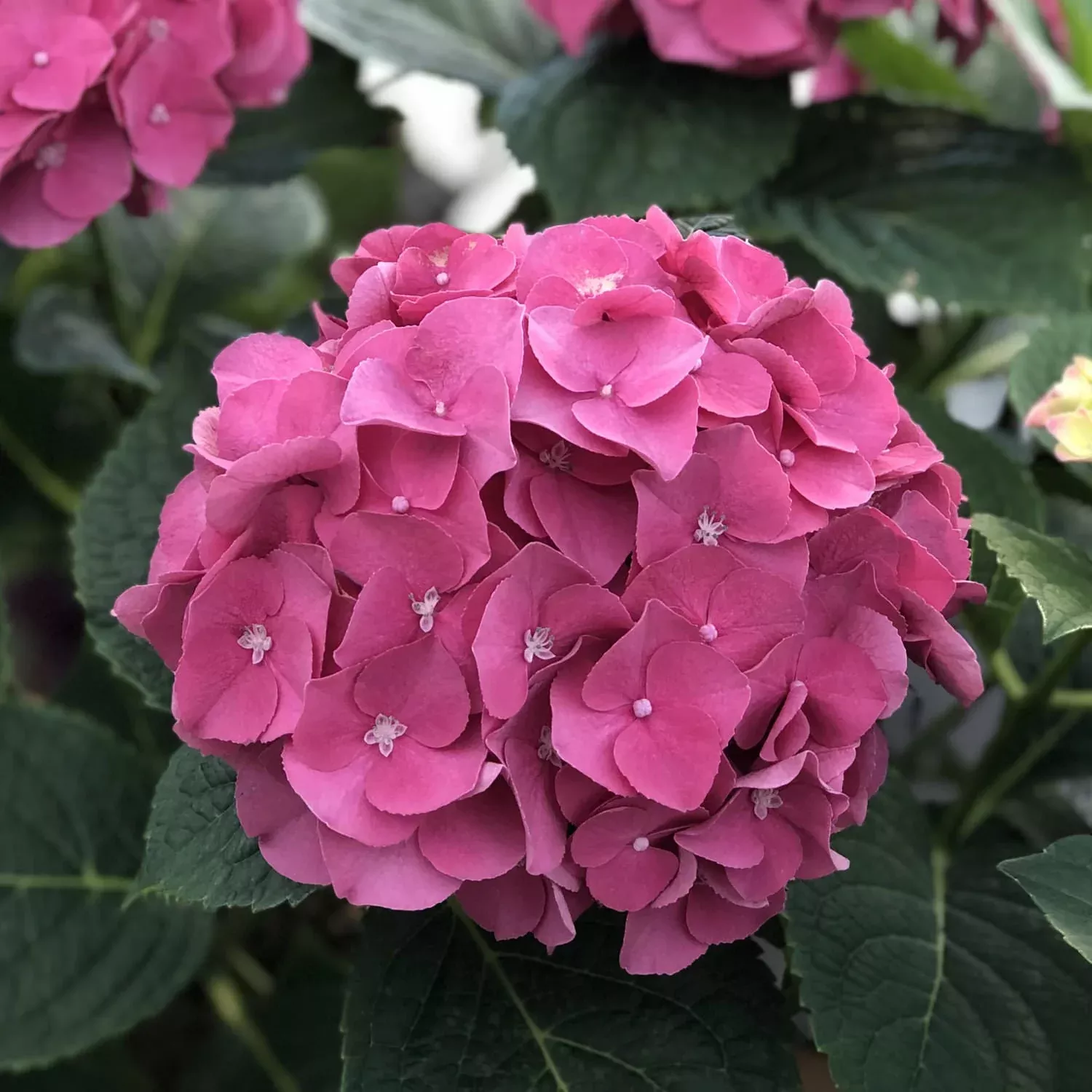 Let's Dance Big Band Bigleaf Hydrangea