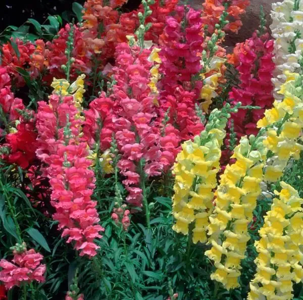 Liberty Classic Mix Snapdragon