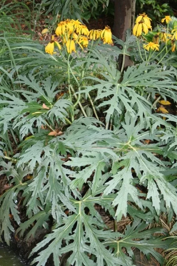 Ligularia japonica