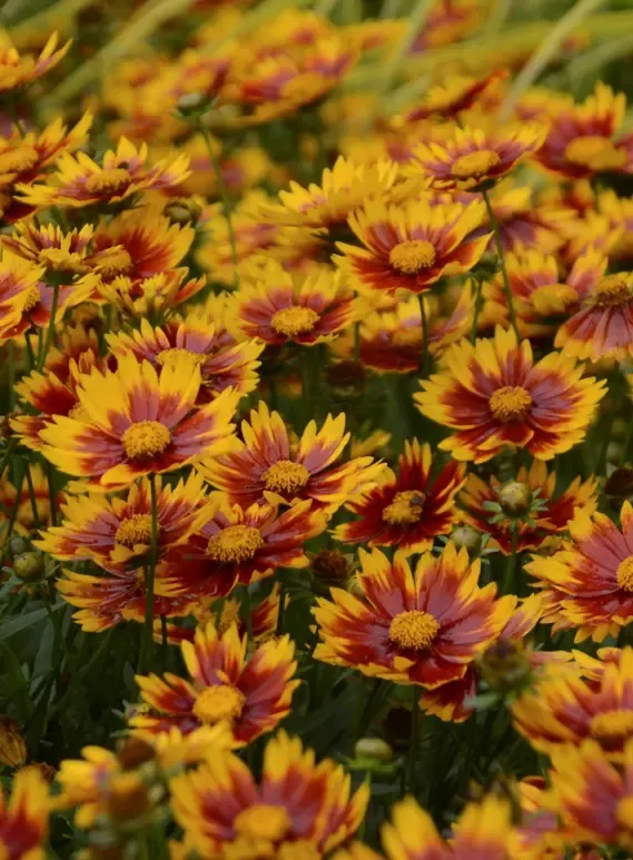 Lil Bang Daybreak Coreopsis