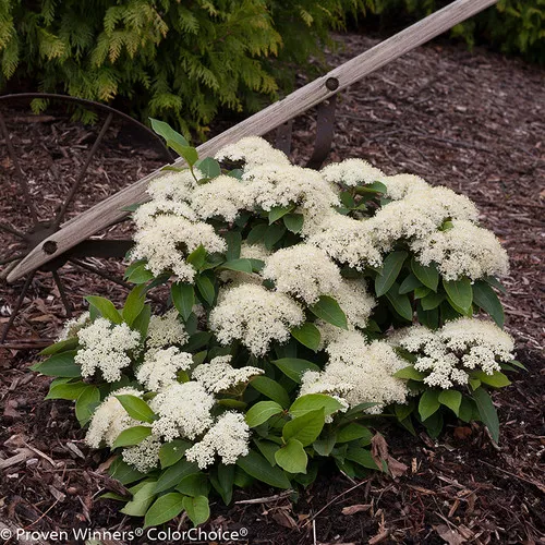 Lil Ditty Viburnum