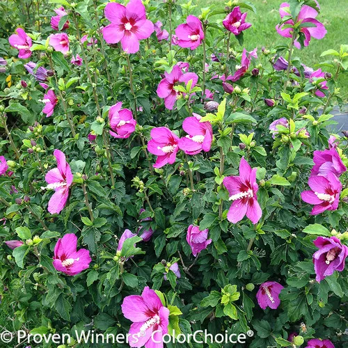 Lil Kim Violet Rose of Sharon