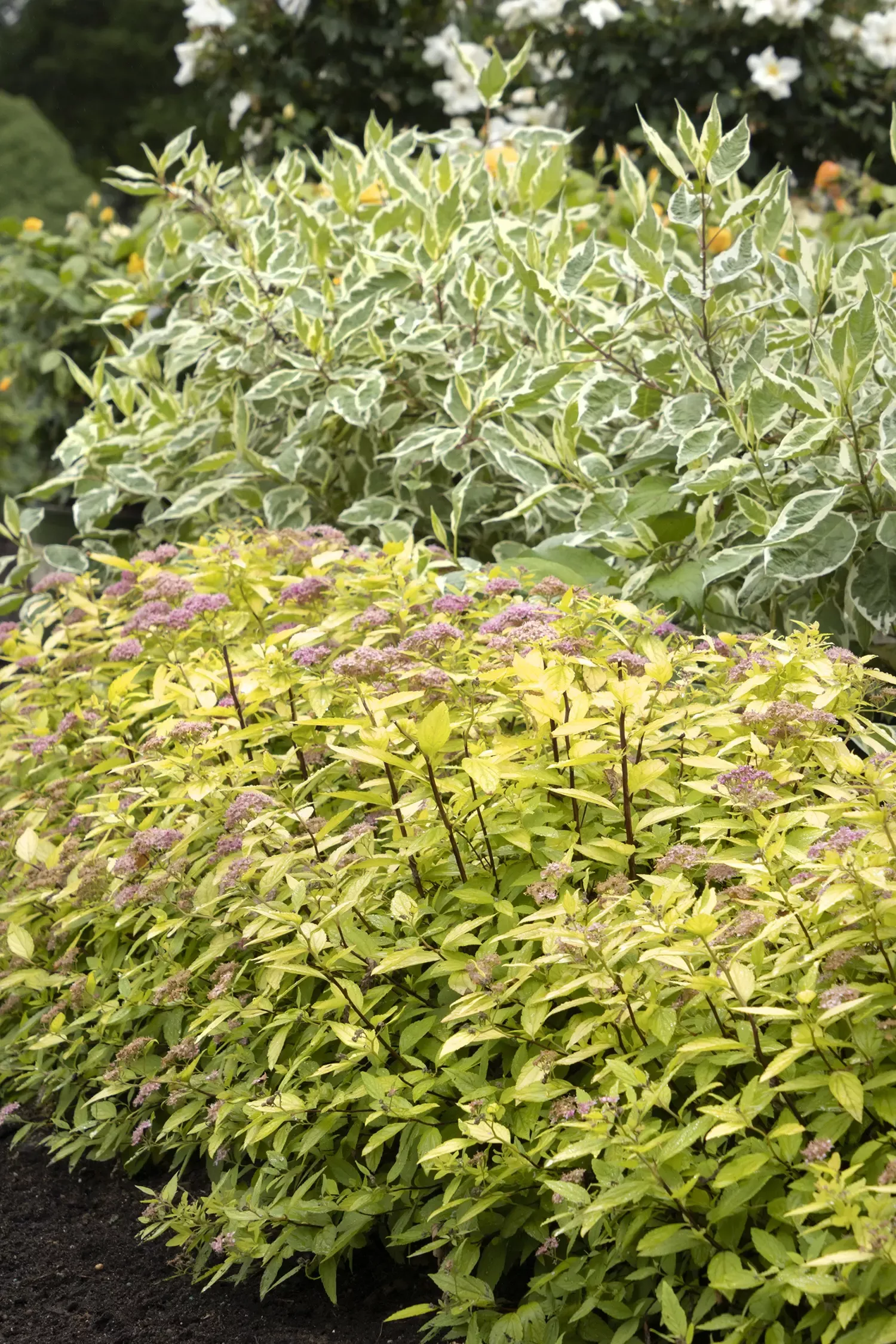 Lil’ Sizzle Spirea