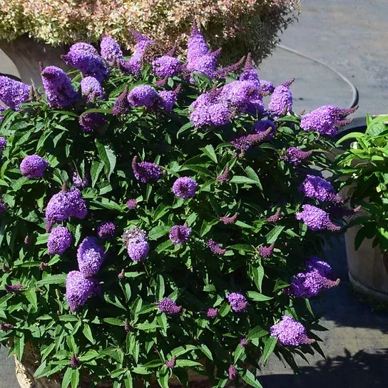 Lilac Punch™ Butterfly Bush