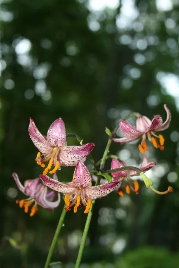 Lilium 'Chernova'