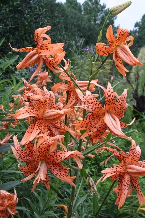 Lilium lancifolium 'Florepleno'