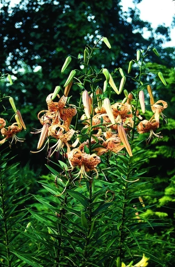 Lilium lancifolium