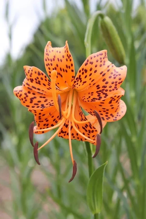 Lilium leichtlinii var. maximowiczii