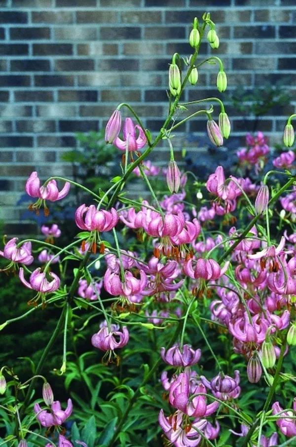 Lilium 'Margaret Mauve'